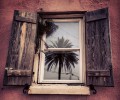 Odsev palme v oknu