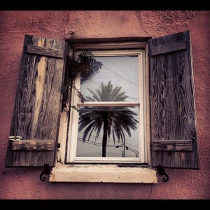 Odsev palme v oknu
